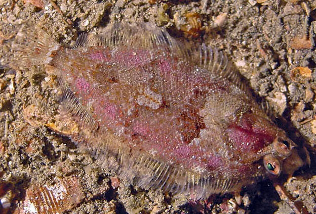 Phrynorhombus norvegicus_05.jpg